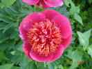 anemoneflora_rosea1